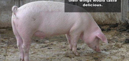 tumblr_o9hm2pi9Da1qzag1wo1_500