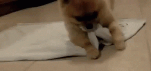 tumblr_o9ja6mYN5j1qzag1wo1_500