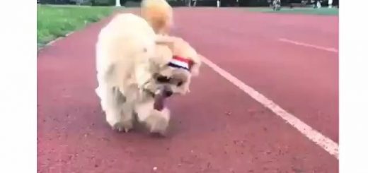 13955067_278937169149776_497203545_n thumbnail