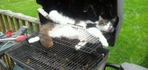 Funny-cat-picture-I-got-stuck