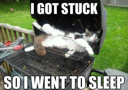 Funny-cat-picture-I-got-stuck