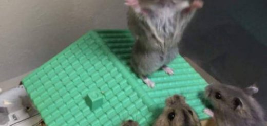 tumblr_oc3bbk8Ivu1r2alapo1_500