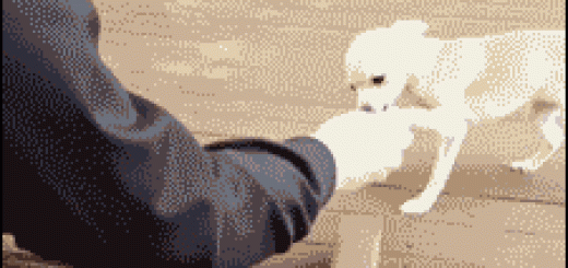 tumblr_oc6qwuEhLJ1tlb56zo1_250