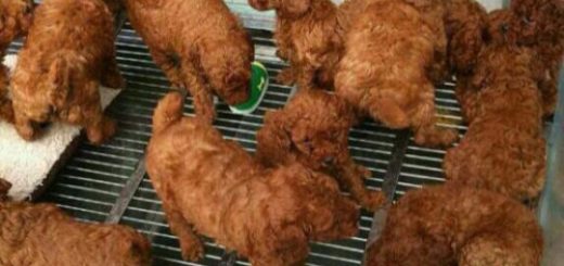 tumblr_oc8x8gXRmX1rir0h2o1_500