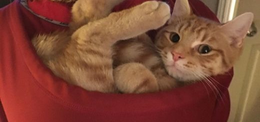 tumblr_o1uec4y90z1tonpz8o1_500