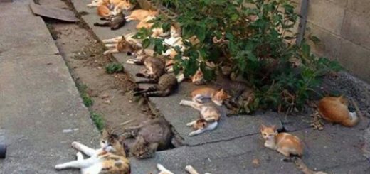 tumblr_o61idp1dx21qzcv7no1_500