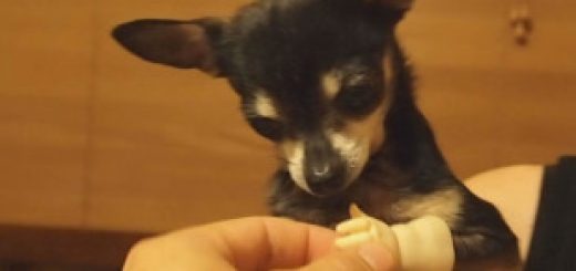 tumblr_oe06wr6rtx1rir0h2o1_500