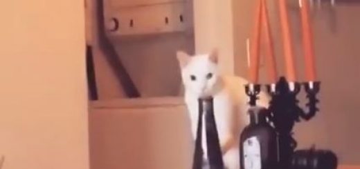 14664212_180207059092982_3261146407037304832_n thumbnail