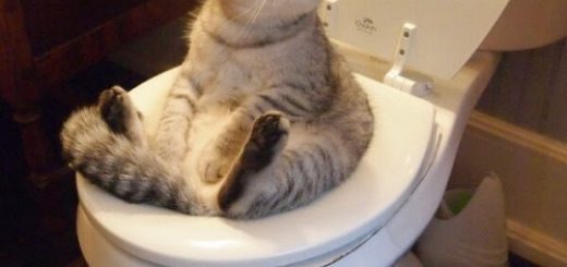 tumblr_nbpkdgghxw1qejbiro1_500