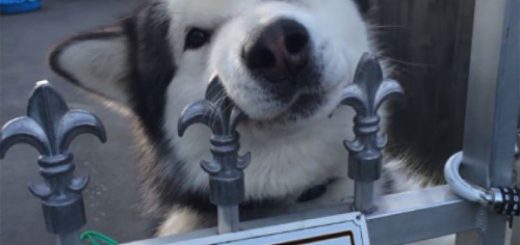 tumblr_oebpxseqix1qa53wno8_500