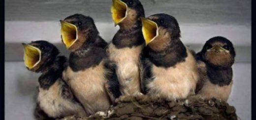 tumblr_oh8oii5f5y1r2alapo1_500