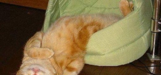 tumblr_ohcprhc5xr1uvjotlo1_500