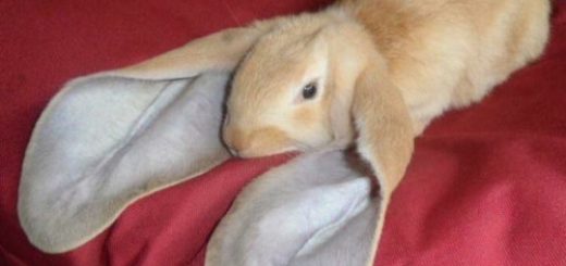 tumblr_oiexgaAr3g1swnkwzo1_500