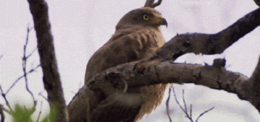 tumblr_oj81snFZj41u49zhho1_500