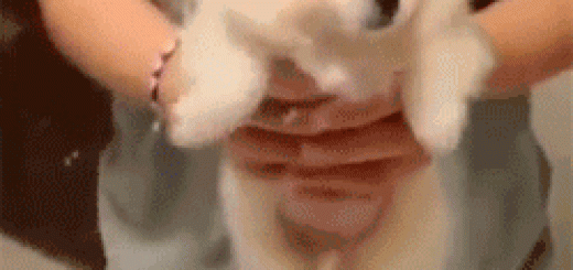 tumblr_ojylbmoX2g1rir0h2o1_250