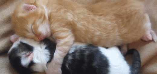 tumblr_ok4rdr1eIj1rir0h2o1_400