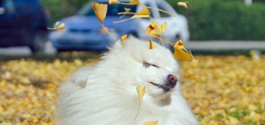 tumblr_nj9c0uhHul1qewacoo1_500