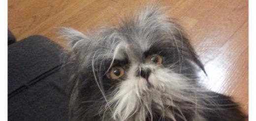 tumblr_og8rkaRJAB1vb46leo1_500