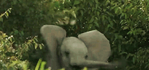 tumblr_ol4almZjT11qjmus3o4_r3_400