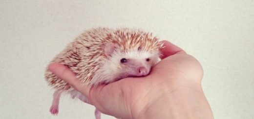 tumblr_olkzfrASxO1rir0h2o1_500