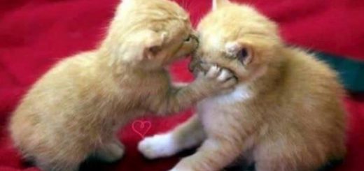 tumblr_olq9u2jNlP1tp42tfo1_500