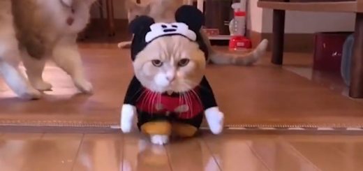 16917032_1877833992489734_5585635608744689664_n thumbnail