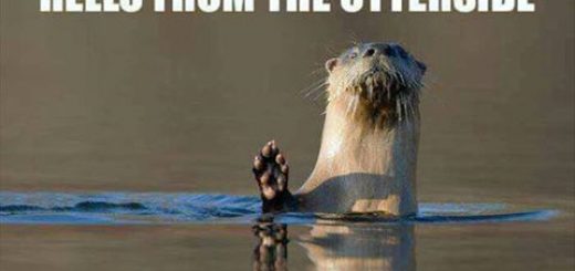 17202931_1277710822283834_1597576789062946568_n