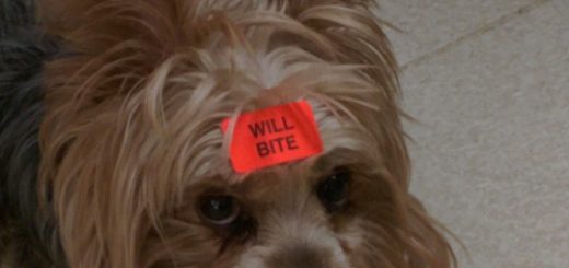 tumblr_nwqr7mtDRu1tpba5to2_500