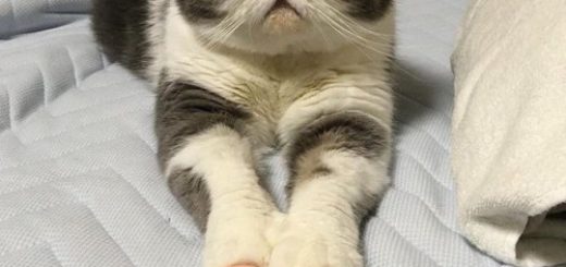 tumblr_oma1iksulL1qzfsnio1_r1_500