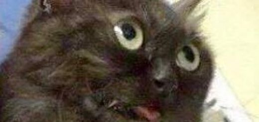 tumblr_omttcvj2mA1us6ps2o2_400