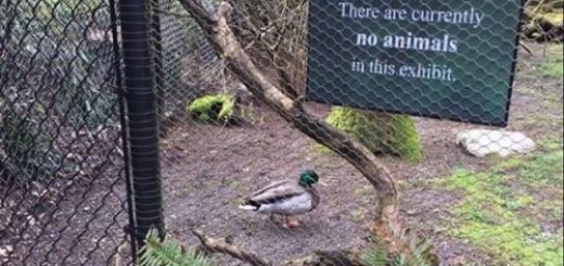 tumblr_on0sseyIqZ1tp42tfo1_500