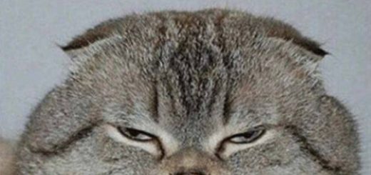 tumblr_onh8s2mi8M1tp42tfo1_500