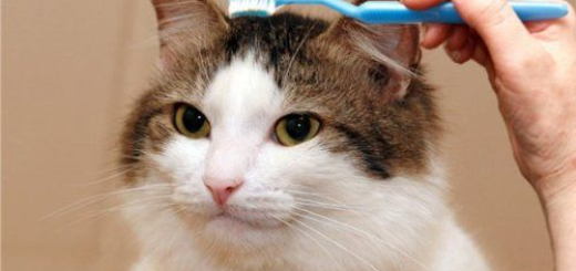 tumblr_inline_o9x6u9EqSN1tyddkc_540