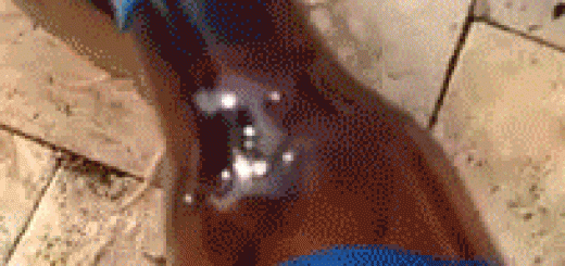 tumblr_n8oaioKc5j1r3gb3zo1_250