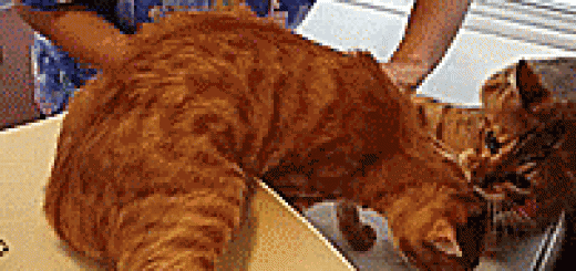 tumblr_oo7mbc7MhA1vb46leo2_250