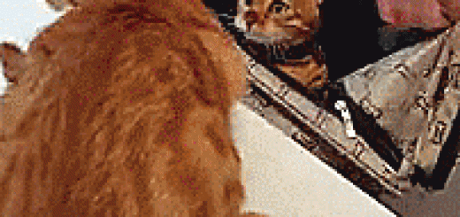 tumblr_oo7mbc7MhA1vb46leo4_250