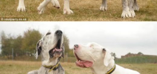 tumblr_oo8w85ri2z1rir0h2o1_500