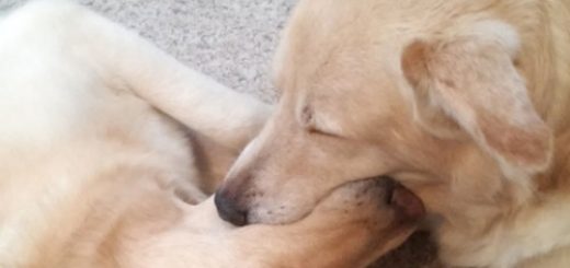 tumblr_og9ad0J7881sknyuxo10_500