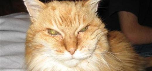 tumblr_oqnbp9K64K1ve0jm4o1_500