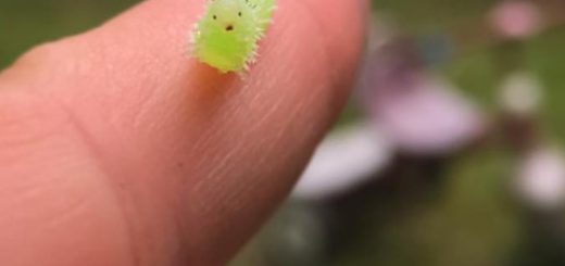 tumblr_or3g31DABj1qewacoo1_500