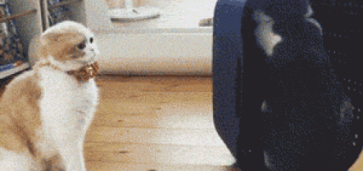 tumblr_or6oxjZyOK1rgpizvo7_400