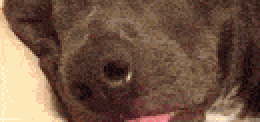 tumblr_or9ip0YzOf1rir0h2o1_250