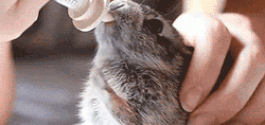 tumblr_orabf13k5n1rir0h2o1_250