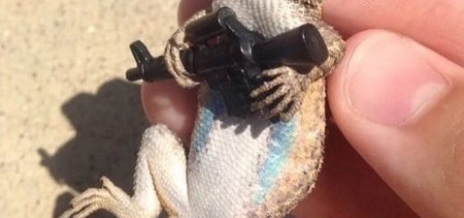 Cursed_db6a77_6317427