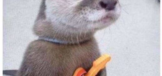 Huplo+yseam+nowi+rapt_6ebe4f_6358179