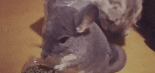 Stuff_da0dbb_6358771