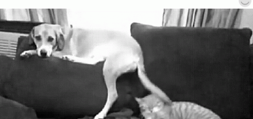 tumblr_nxu0xicykr1tikg41o1_500