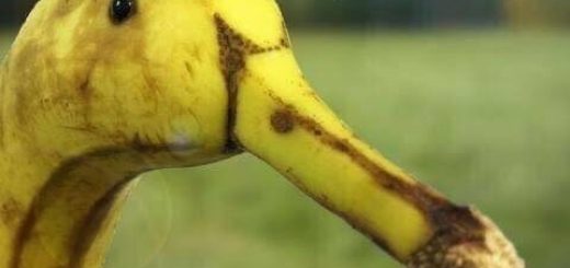 tumblr_ofzhcjsXzl1upwzm1o1_500