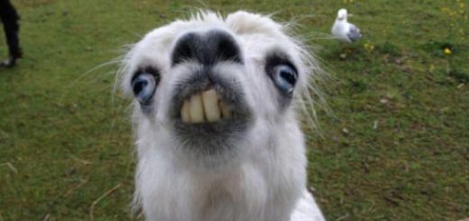 tumblr_oui62bmvbD1rir0h2o1_500