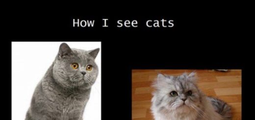 687474703a2f2f7777772e616e6772796475636b2e636f6d2f70696374757265732f323031355f322f446f67735f416e645f43617473393633372e6a7067